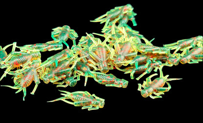 (32 ct.) .875" Mighty Cricket Soft Plastic Bait
